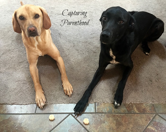 Peanut Butter & Banana Frozen Dog Treats © Capturing Parenthood