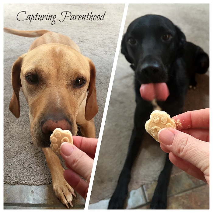 Peanut Butter & Banana Frozen Dog Treats © Capturing Parenthood