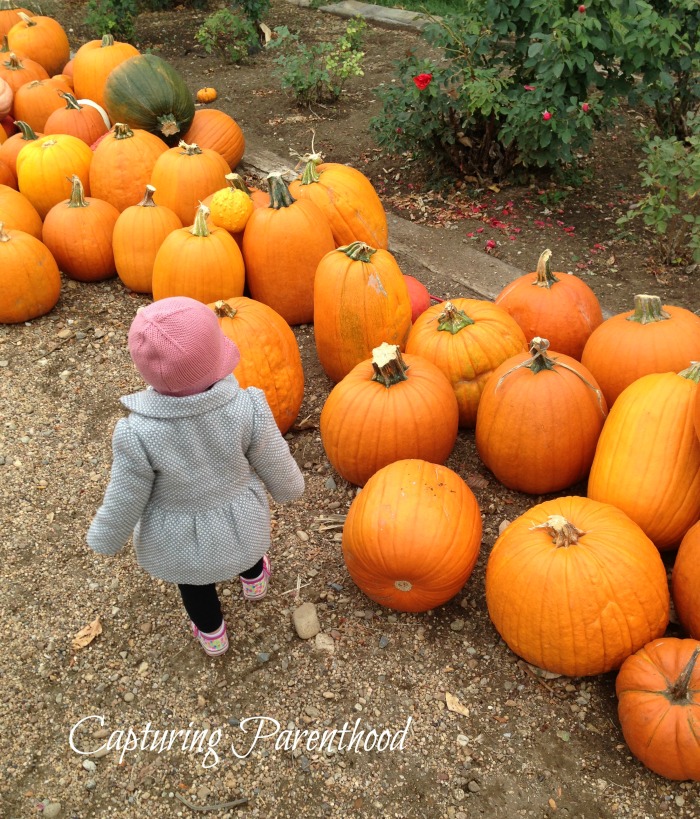 Our Annual Adventure to the Pumpkin Patch © Capturing Parenthood