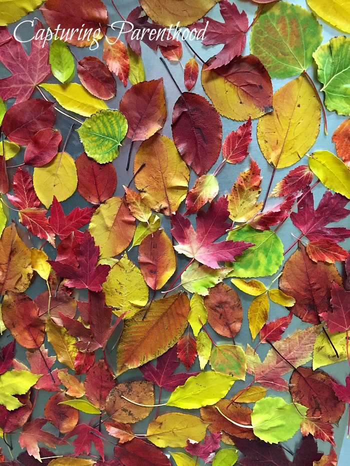 Fun Fall Leaf Projects © Capturing Parenthood