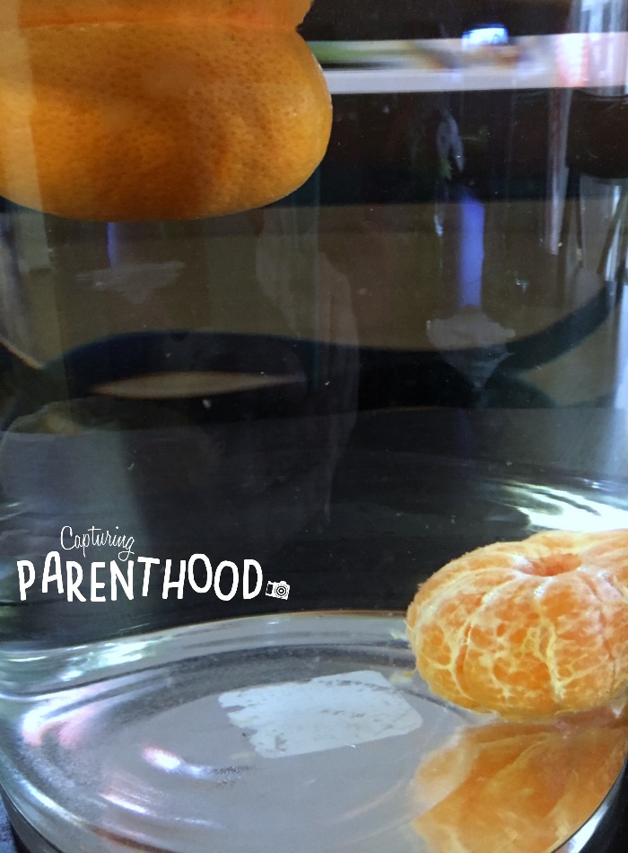 Testing the Density of Oranges - A Simple Experiment for Kids © Capturing Parenthood