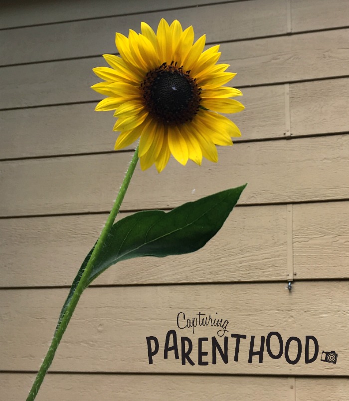Simple Sunflower Cupcakes © Capturing Parenthood