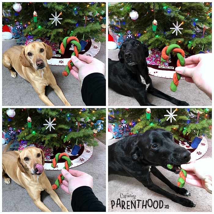Candy Cane Dog Treats © Capturing Parenthood