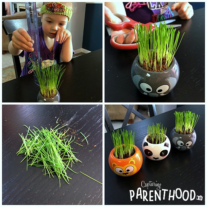 Learning to Garden With Animal Grass Grow Kits © Capturing Parenthood